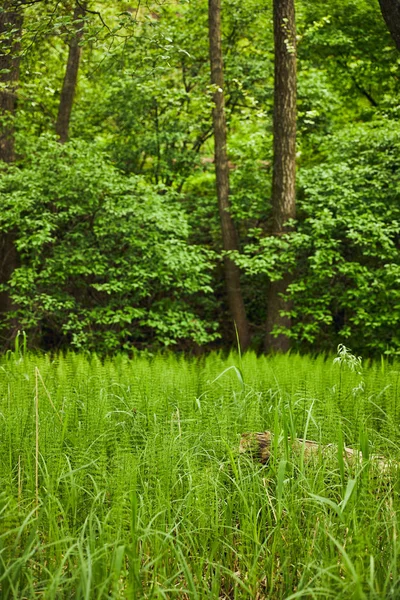Барвистий пейзаж з зеленими деревами, травою і кущами — стокове фото