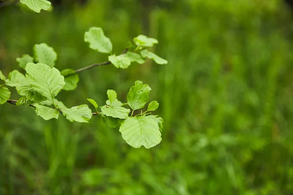 Fuoco selettivo di foglie verdi su albero con sfondo erboso — Foto stock