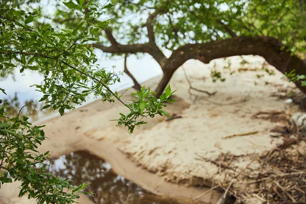 Selektiver Fokus der sandigen Küste und Äste mit grünen Blättern auf Bäumen in Flussnähe — Stockfoto