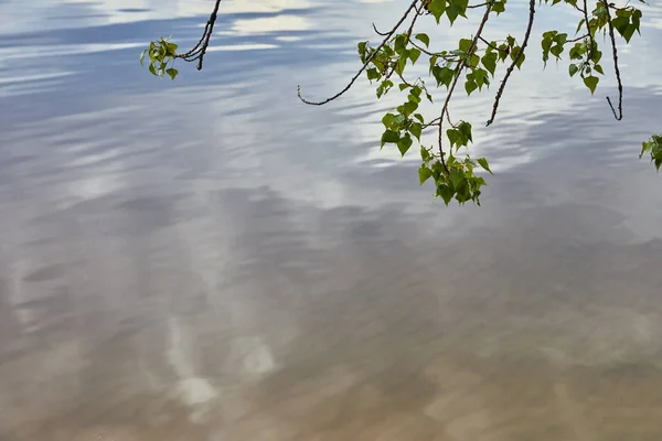 Small branches with green leaves on trees near river — Stock Photo