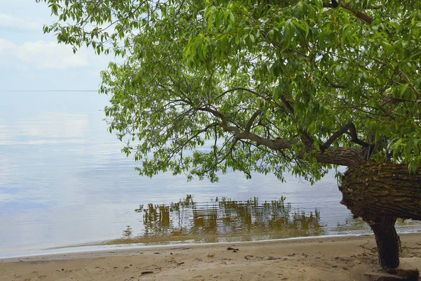 Arbre aux feuilles vertes sur sable près d'une rivière calme — Photo de stock