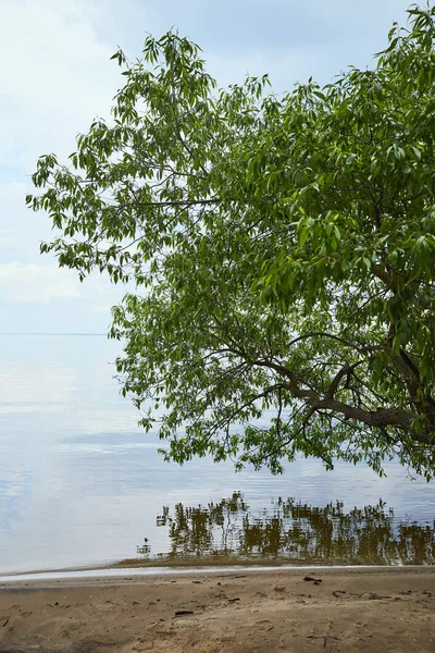 Branch of tree with green leaves near river water — Stock Photo