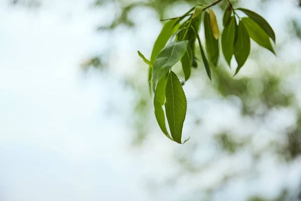 Selective focus of green leaves on blue sky background — Stock Photo