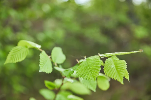 Concentration sélective des feuilles vertes sur l'arbre dans la forêt — Photo de stock