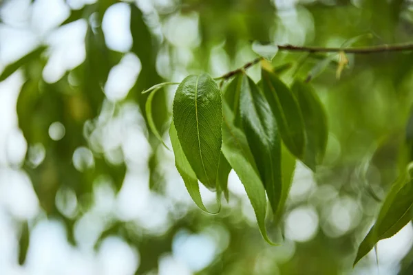 Foco seletivo de árvores na floresta com folhas verdes em galhos — Fotografia de Stock