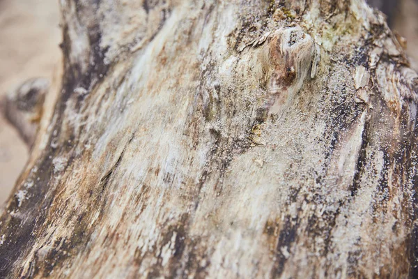 Close up view of wooden textured tree trunk with sand — Stock Photo