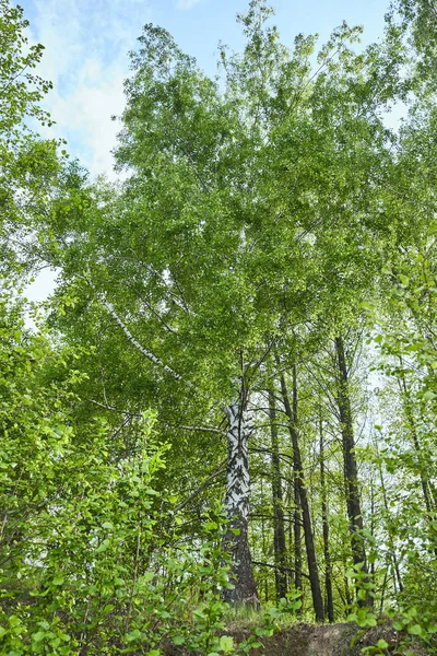 Vista basso angolo di alberi verdi foresta su sfondo cielo blu — Foto stock