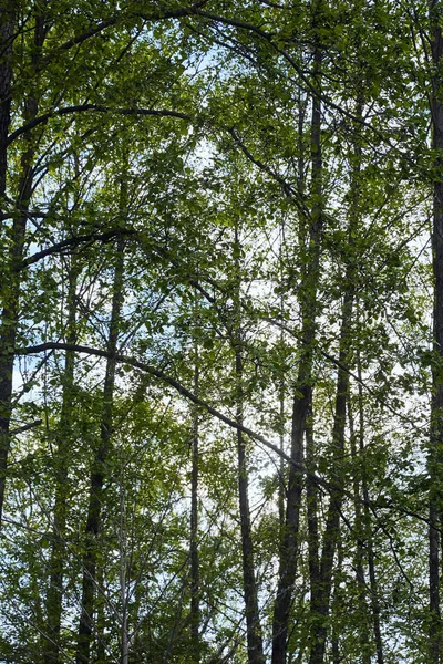 Hojas verdes en el bosque sobre fondo azul del cielo - foto de stock