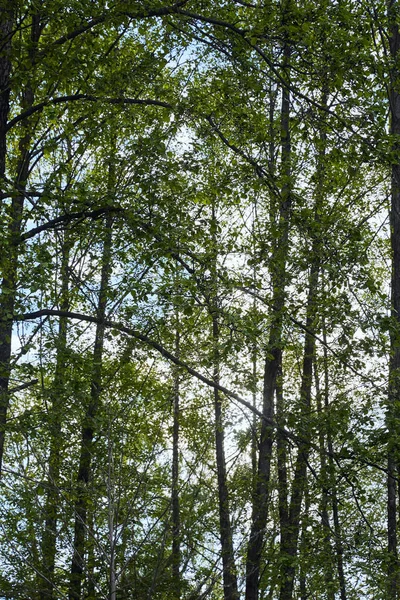 Green leaves in forest on blue sky background — Stock Photo