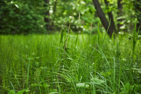 Temporada de verão com grama verde no fundo da floresta — Fotografia de Stock