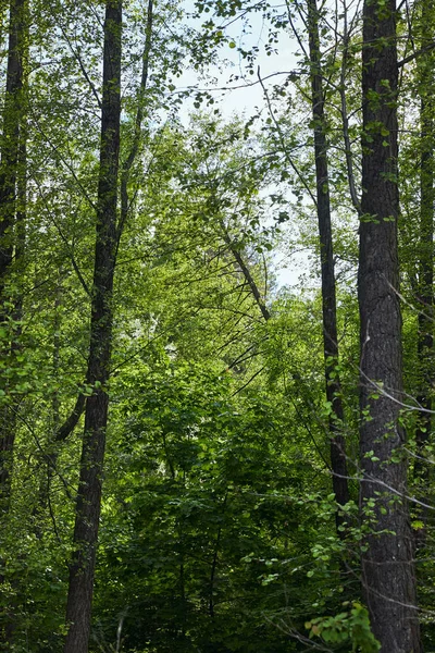 Arbres verts en forêt avec des feuilles sur les branches — Photo de stock