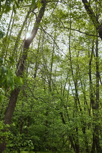 Vista a basso angolo della foresta verde con alberi di foglie — Foto stock