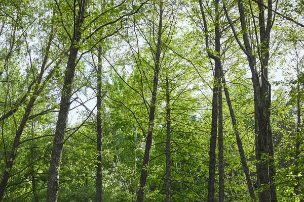 Vista ad angolo basso di alberi verdi nella foresta su sfondo cielo blu — Foto stock