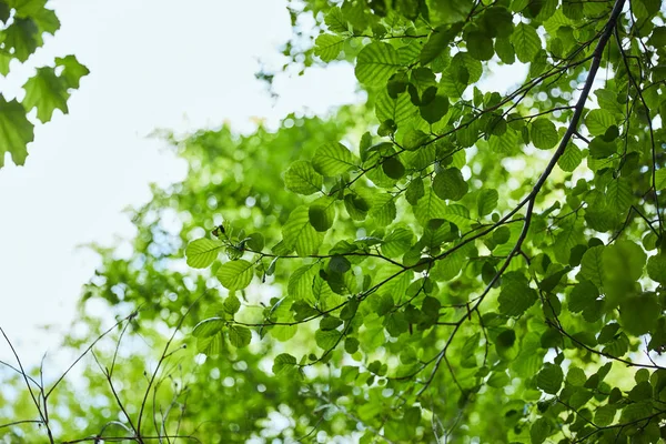 Vue à angle bas des feuilles vertes sur fond bleu ciel — Photo de stock