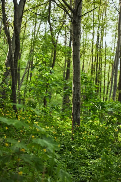 Feuilles vertes sur les plantes et les arbres dans la forêt d'été — Photo de stock