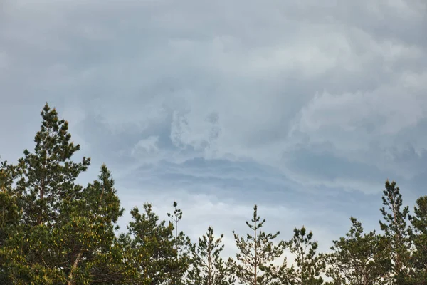 Aerial view of green pine forest under blue sky with clouds — Stock Photo