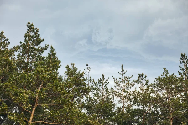 Vue en angle bas de la forêt de pins sous un beau ciel bleu avec des nuages blancs — Photo de stock