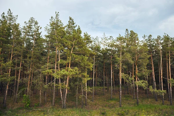 Пейзаж соснового леса с деревьями под голубым небом — стоковое фото