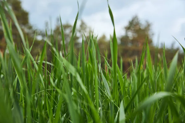 Selektiver Fokus von grünem Gras auf Waldhintergrund — Stockfoto