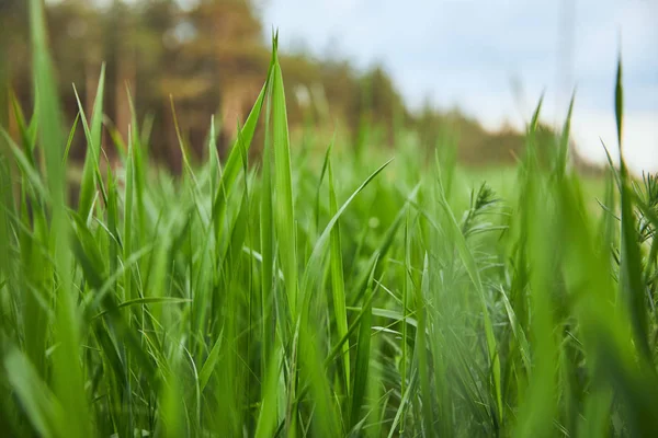 Foco seletivo na grama verde claro no fundo da floresta — Fotografia de Stock