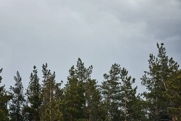 Низький кут зору дерев на сірому фоні неба — стокове фото