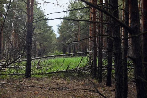 Kiefernwald mit umgestürzten Bäumen und grünen Wiesen — Stockfoto