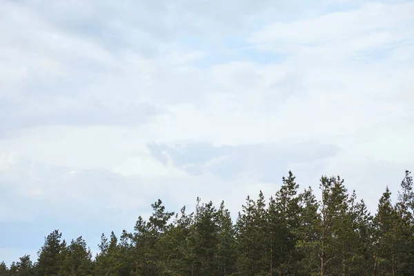 Blick auf den weißen Himmel auf Wipfeln von Bäumen — Stockfoto