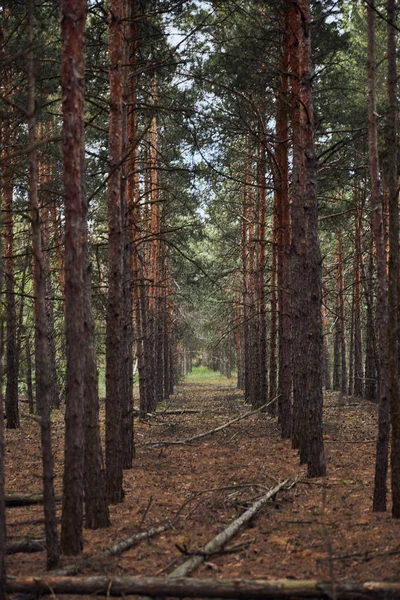 Bosque de pinos con árboles caídos y altos en hileras - foto de stock