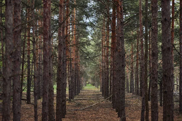 Forest with tall pine textured trees in rows — Stock Photo