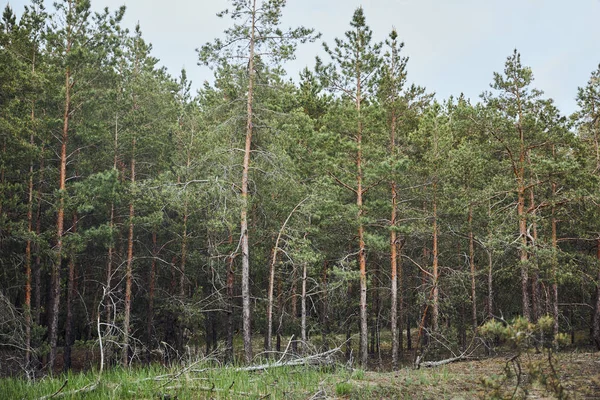 Paysage de forêt de pins avec des arbres au sol sous le ciel bleu — Photo de stock