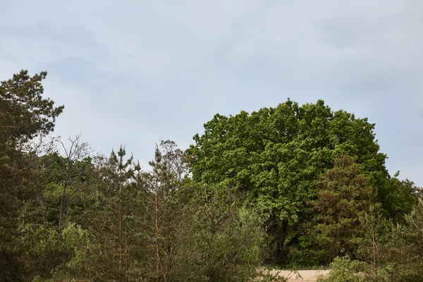 Vue du grand arbre vert dans la forêt — Photo de stock