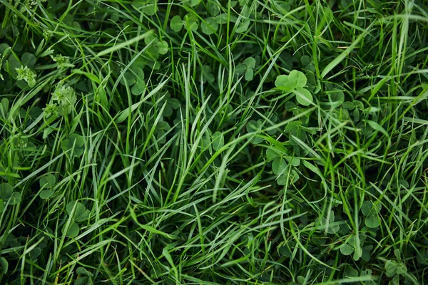 Vue de dessus de l'herbe verte fraîche et du trèfle — Photo de stock