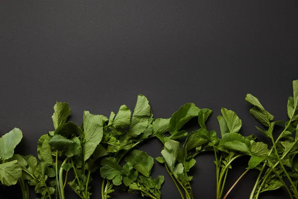 Top view of green radish leaves on black background with copy space — Stock Photo