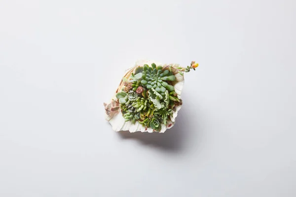 Vista superior de verde suculento em concha sobre fundo branco — Fotografia de Stock