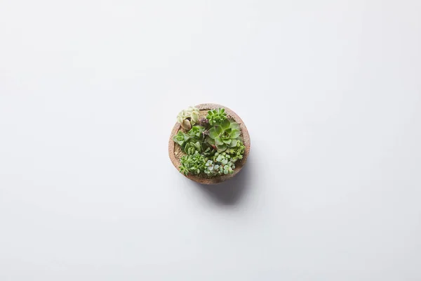 Vista dall'alto di verde succulento in vaso da fiori su sfondo bianco — Foto stock