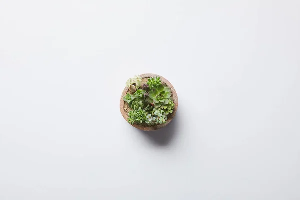 Vista superior de verde suculento em vaso de flores sobre fundo branco — Fotografia de Stock