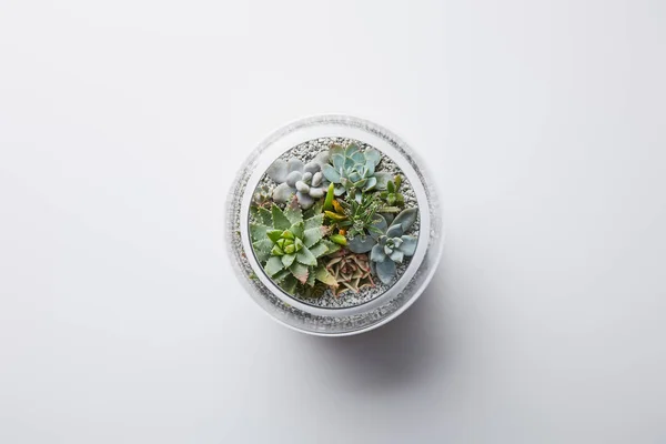 Vue de dessus de vert succulent en pot de fleurs en verre sur fond blanc — Photo de stock