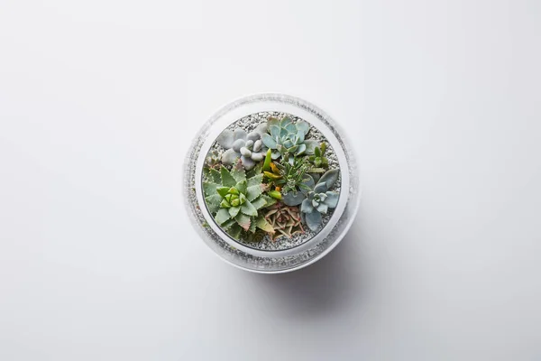 Top view of green succulent in glass flowerpot on white background — Stock Photo