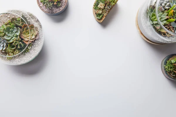 Vue de dessus des succulents verts dans des pots de fleurs en verre sur fond blanc — Photo de stock