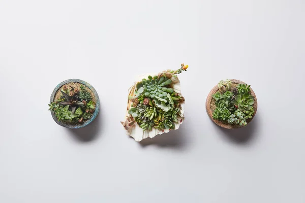 Vista superior de suculentas verdes em dois vasos e concha no fundo branco — Fotografia de Stock