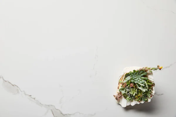 Top view of green succulent in seashell on white marble background — Stock Photo