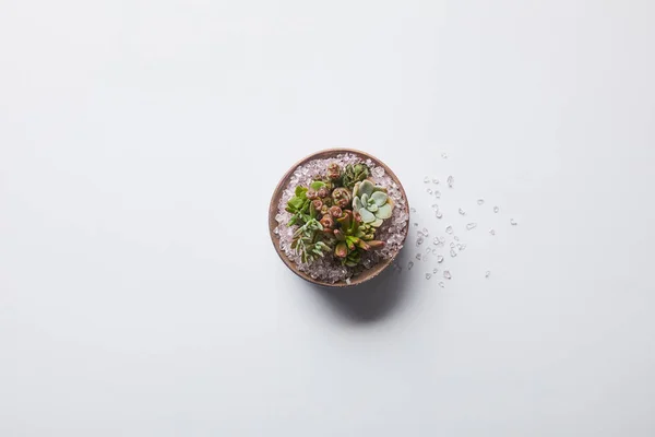 Vista dall'alto di esotico succulento in vaso da fiori su sfondo bianco — Foto stock