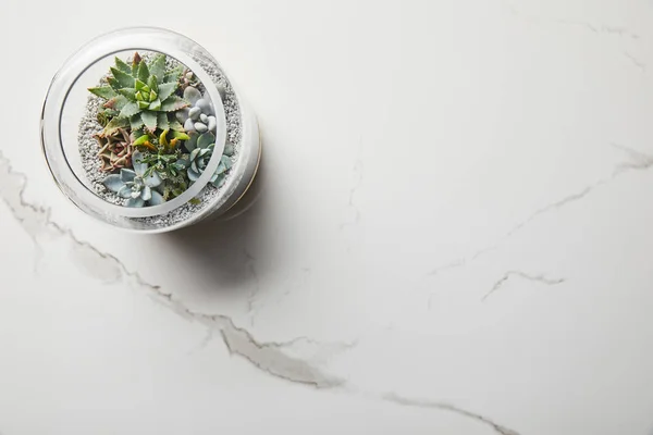 Vista dall'alto di verde succulento in vaso di vetro su sfondo di marmo — Foto stock