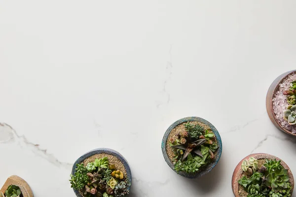 Vue de dessus des succulents verts dans des pots de fleurs sur fond de marbre texturé — Photo de stock