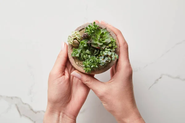 Cropped view of woman holding green succulent in flowerpot on textured marble background — Stock Photo