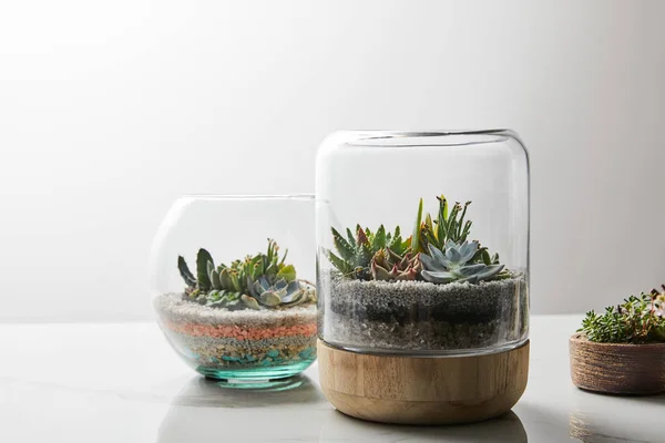 Succulente verde sotto vetro in vasi da fiori su tavolo di marmo su sfondo bianco — Foto stock
