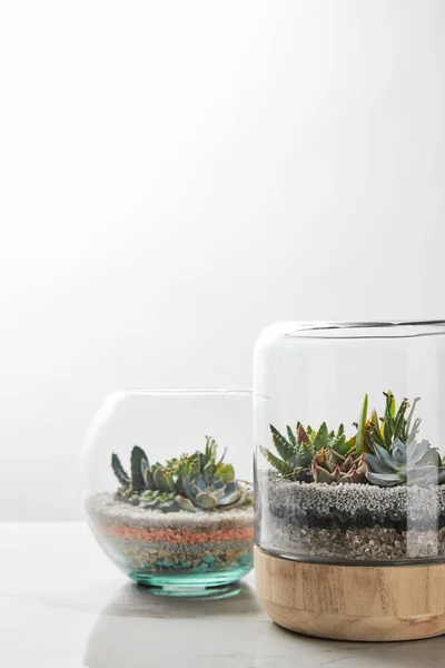 Suculentas verdes sob vidro em vasos de madeira sobre mesa de mármore sobre fundo branco — Fotografia de Stock