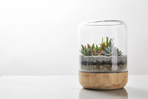 Green succulent under glass in wooden flowerpot on marble table on white background with copy space — Stock Photo