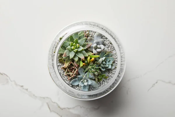 Vue de dessus de vert succulent en pot de fleurs en verre sur fond de marbre blanc — Photo de stock