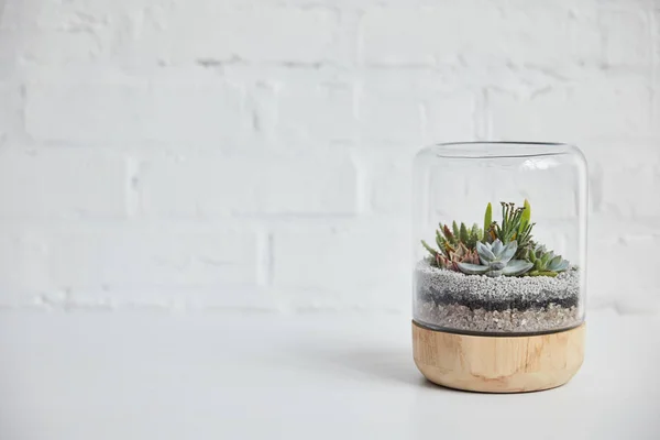 Verde succulento sotto vetro in vaso di legno sul tavolo vicino al muro di mattoni bianchi — Foto stock